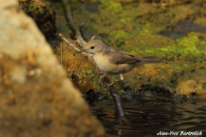 Fauvette passerinette.jpg